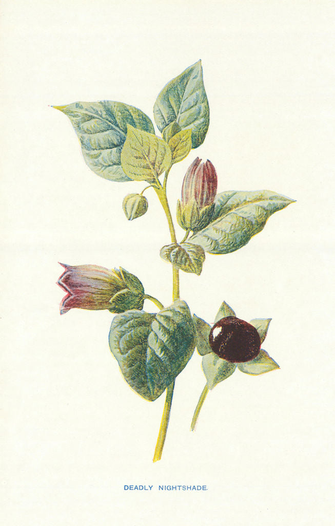 Deadly Nightshade. Wild Flowers by Frederick Edward Hulme c1895 old print